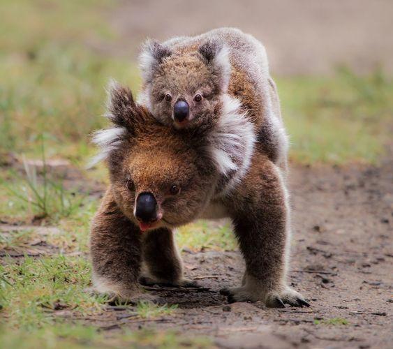 Why Koalas? Koala Eco USA