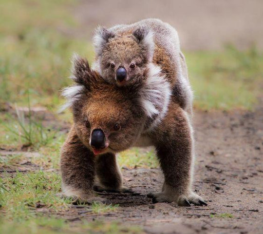 Why Koalas?