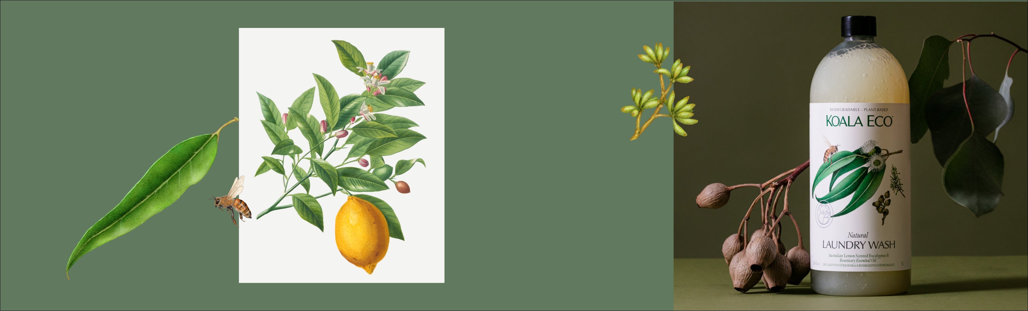 The Sunday Reset with Lemon Scented Eucalyptus – Koala Eco USA