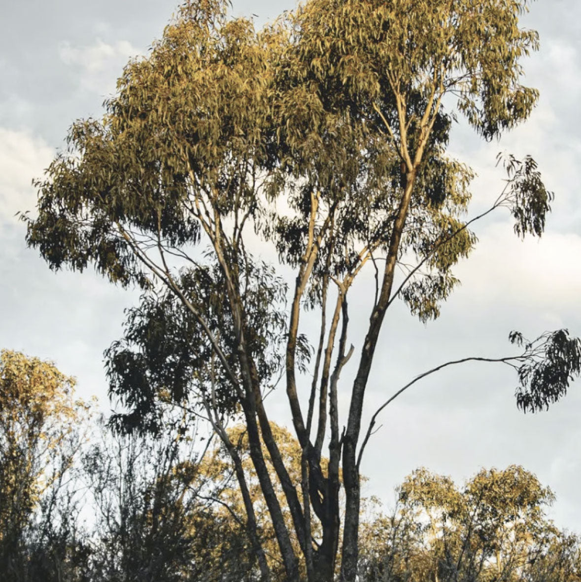 Eucalyptus tree against a blue sky