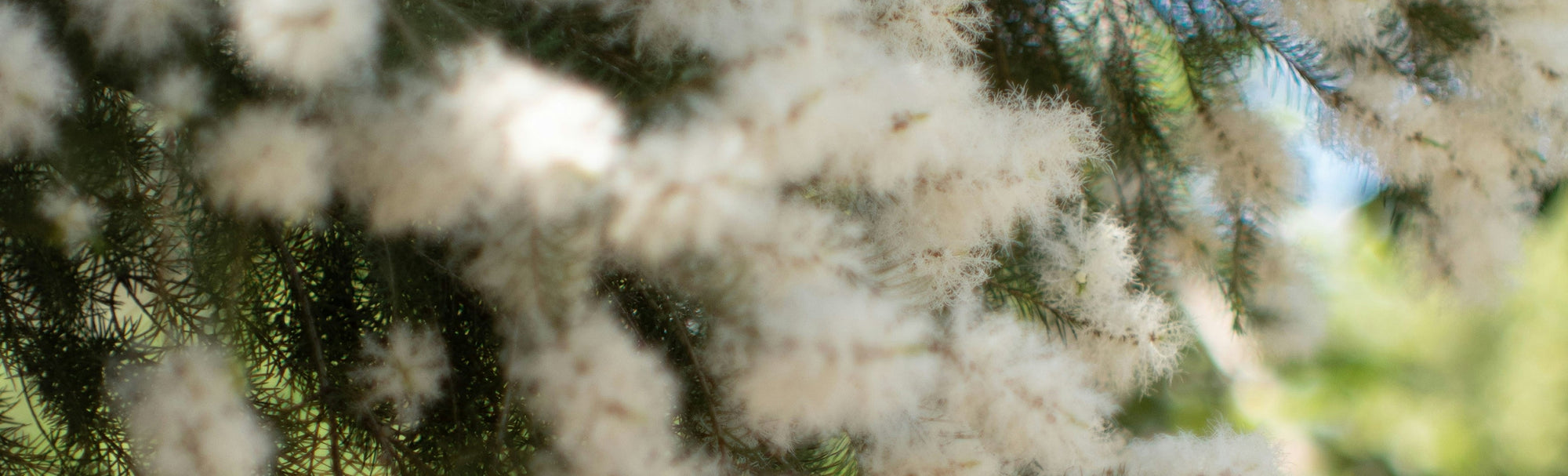 The Intelligence of Plants - A Koala Eco Field Journal