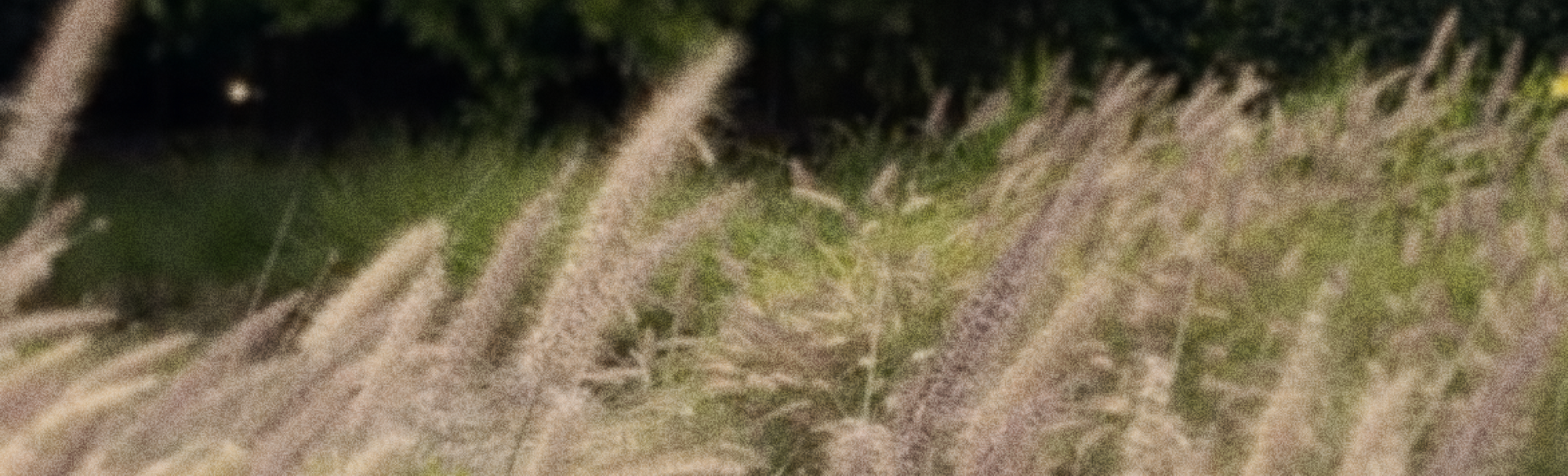 What does nature smell like?