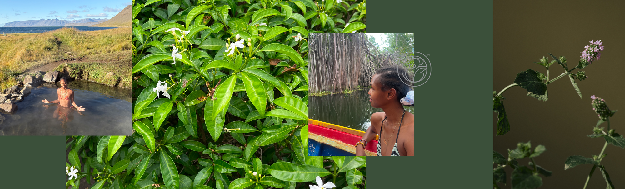 Nature, Memory, and the Art of Noticing