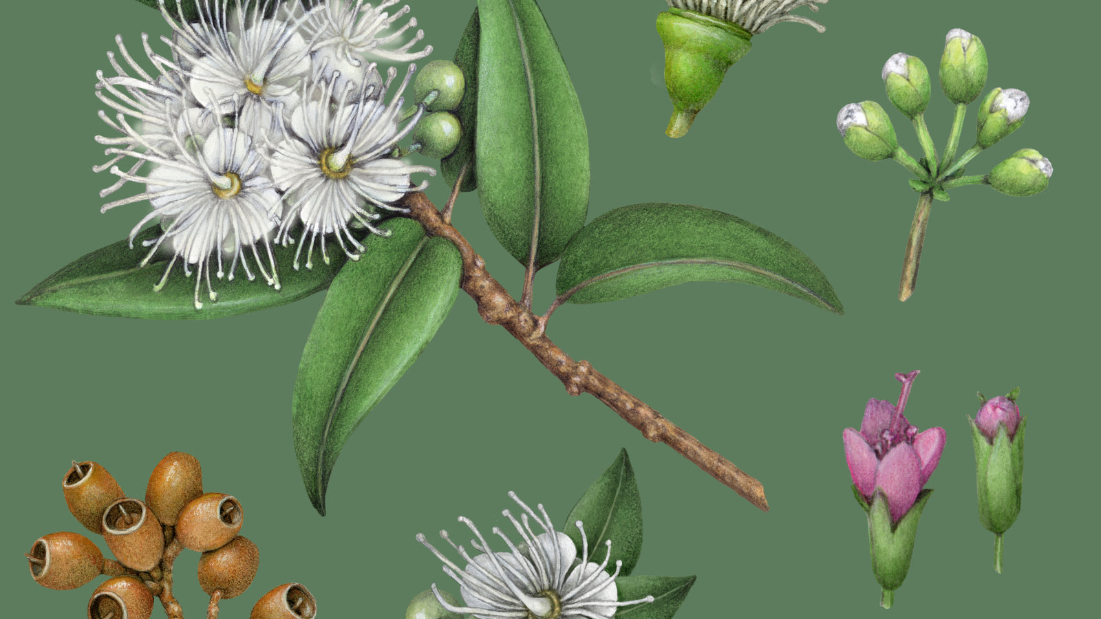 Embracing nature this festive season Koala Eco USA