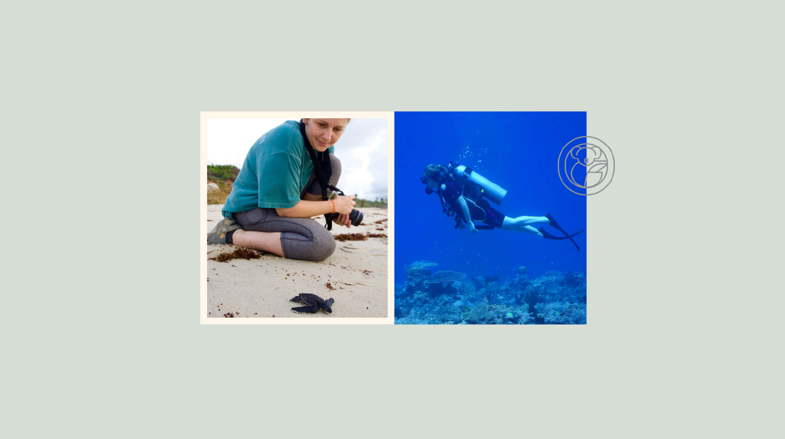 How nature calms the noise of everyday life for Rosie Jeffrey Koala