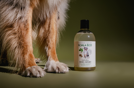 The best essential oils for Dogs