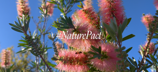 #NaturePact: Noticing Nature at work, rest, learning and play