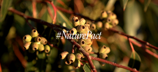 #NaturePact: Nature Dose - Caring for Nature