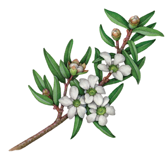 Lemon Scented Tea Tree